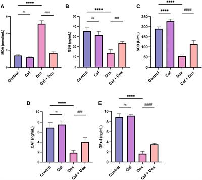 Protective effect of cafestol against doxorubicin-induced cardiotoxicity in rats by activating the Nrf2 pathway